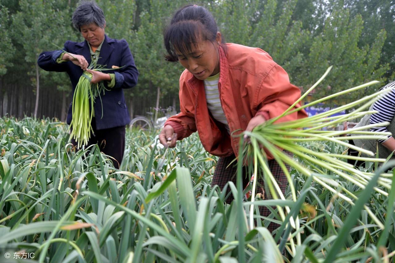 蒜苗产地价格行情最新分析