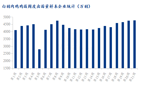 山东白羽肉鸡最新价格动态解析报告